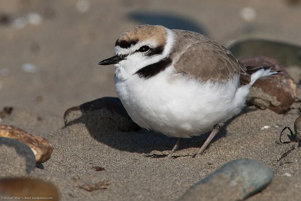 Tiny shorebird with brown back, pale underparts and black cheeks.