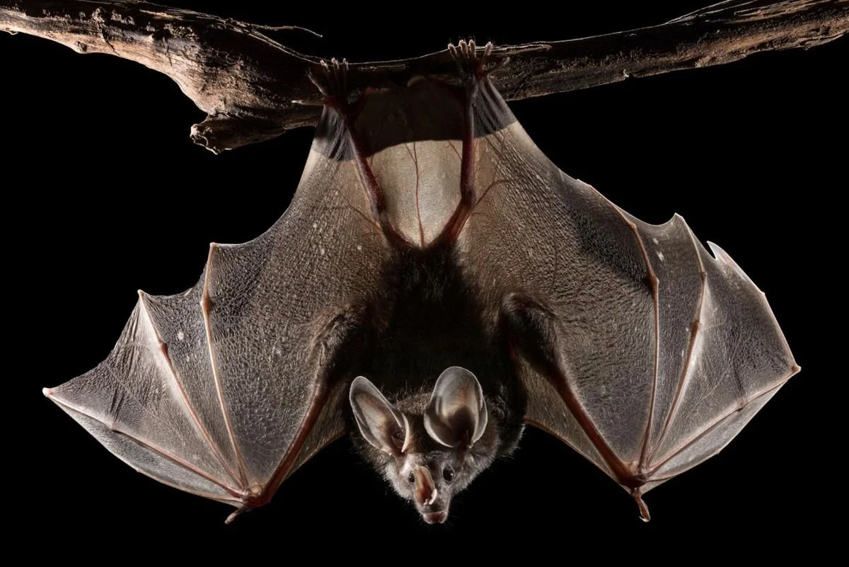 Huge bat with open double nose.
