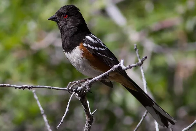 Black songbird with long tail, pale belly and white spots on the wing.