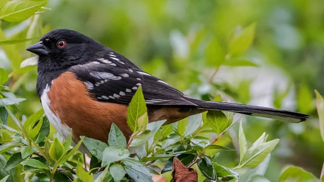 Black songbird with long tail, pale belly and white spots on the wing.