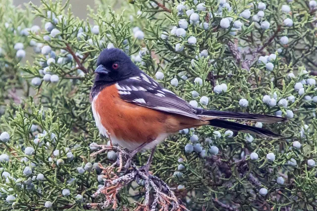 Black songbird with long tail, pale belly and white spots on the wing.