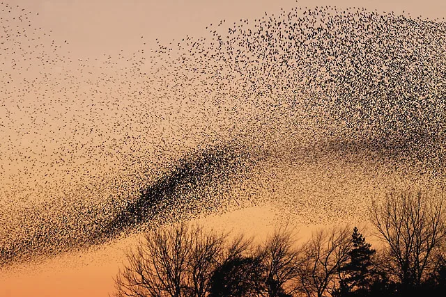 Huge group of birds flying together against the sky.
