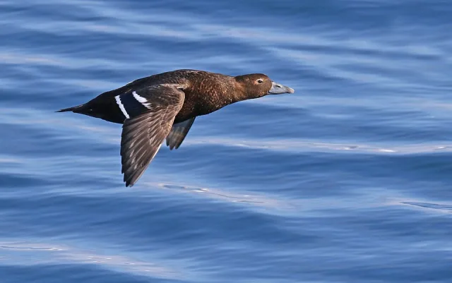 Dark brown duck with white wing bars.