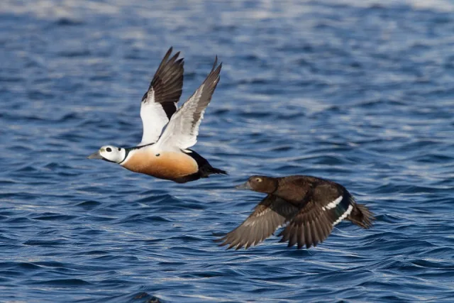 Brightly colored duck with black tail and head, buff flanks, white head. It is flying with another dark brown duck.