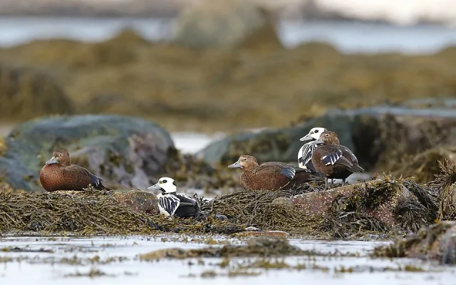 Several brown ducks and some white patterned ducks are sitting on grass.