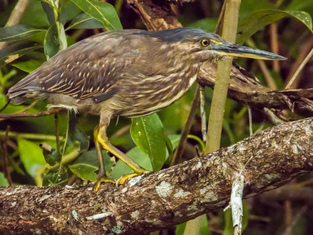Small brown heron with black cap and streaks across the body.