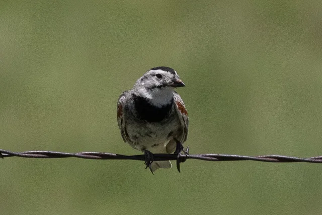 Sparrow like bird with black and white face.