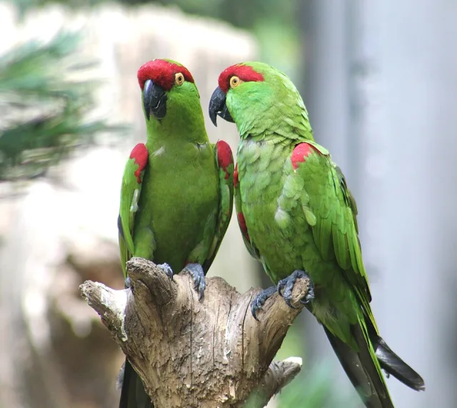 Green parrot with red cap and large bill.