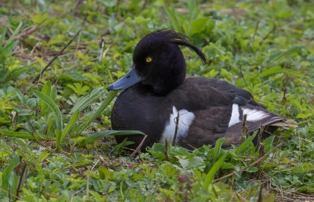 Dark brown duck with white wing panels and prominent tuft on the head.