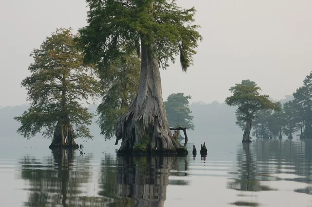 Virginia Great Dismal Swamp National Wildlife Refuge Scene