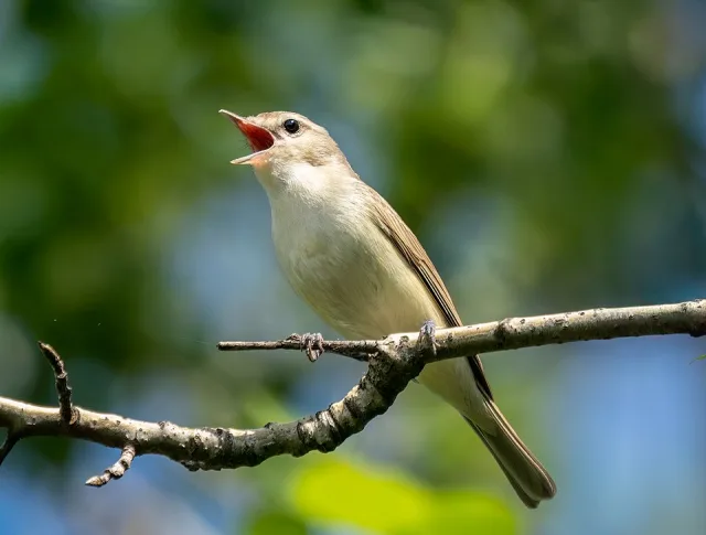 Warbling Vireo
