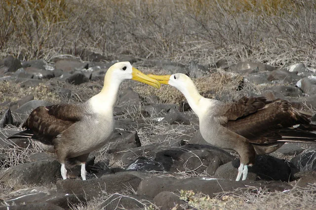 A pair of brown albatross with white necks and yellow bills are approaching each other