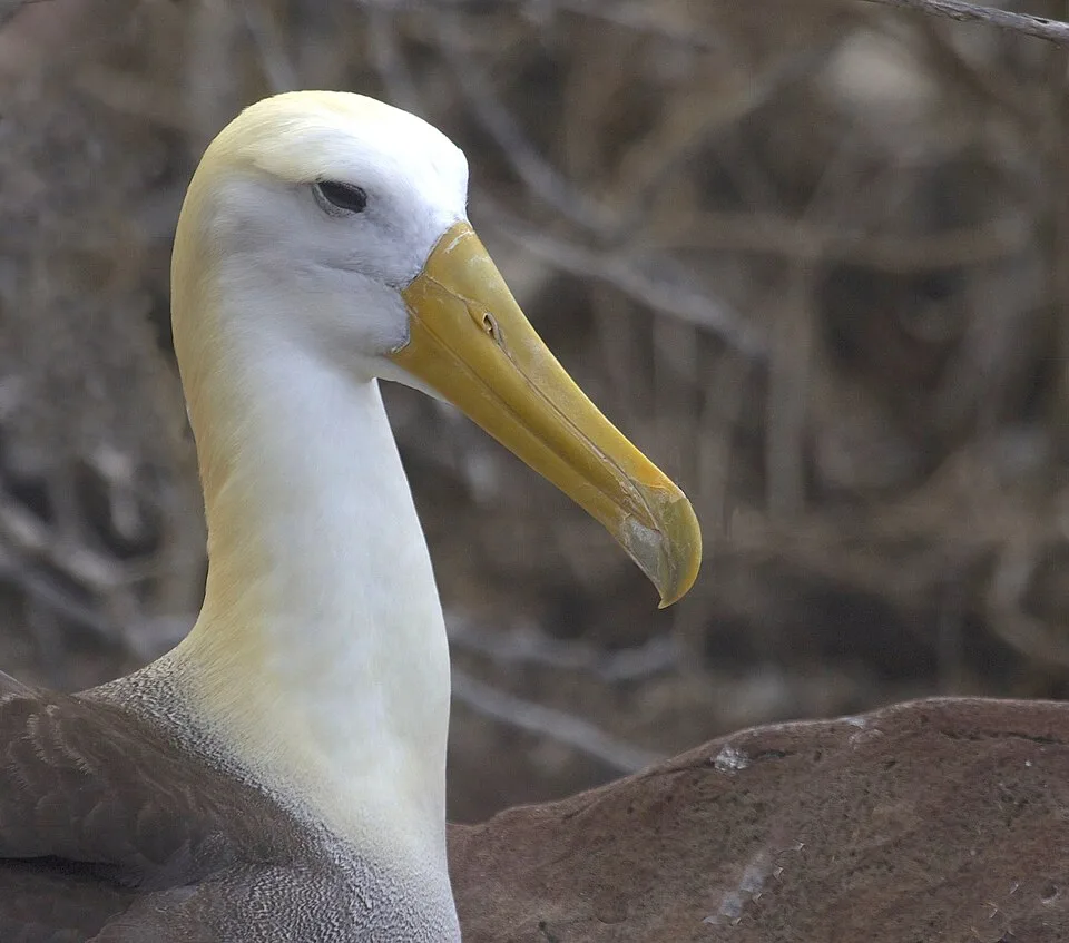 A large white seabird with a yellow bill.