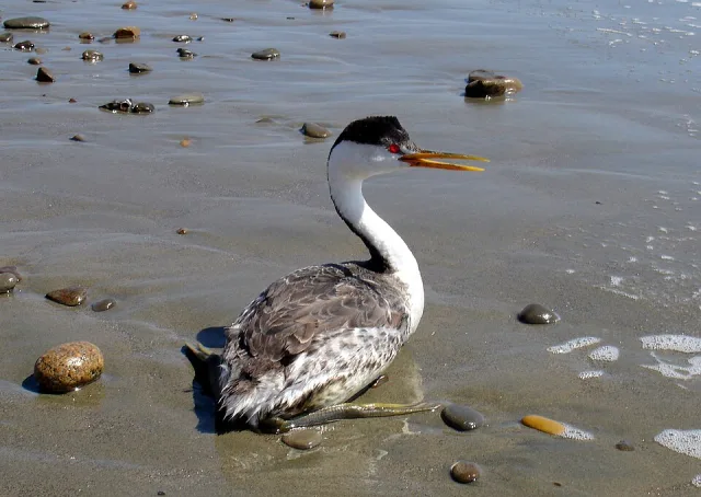 Long necked dark waterbird with white neck and red eye.