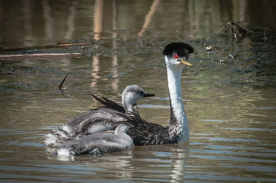 Long necked dark waterbird with white neck and red eye.