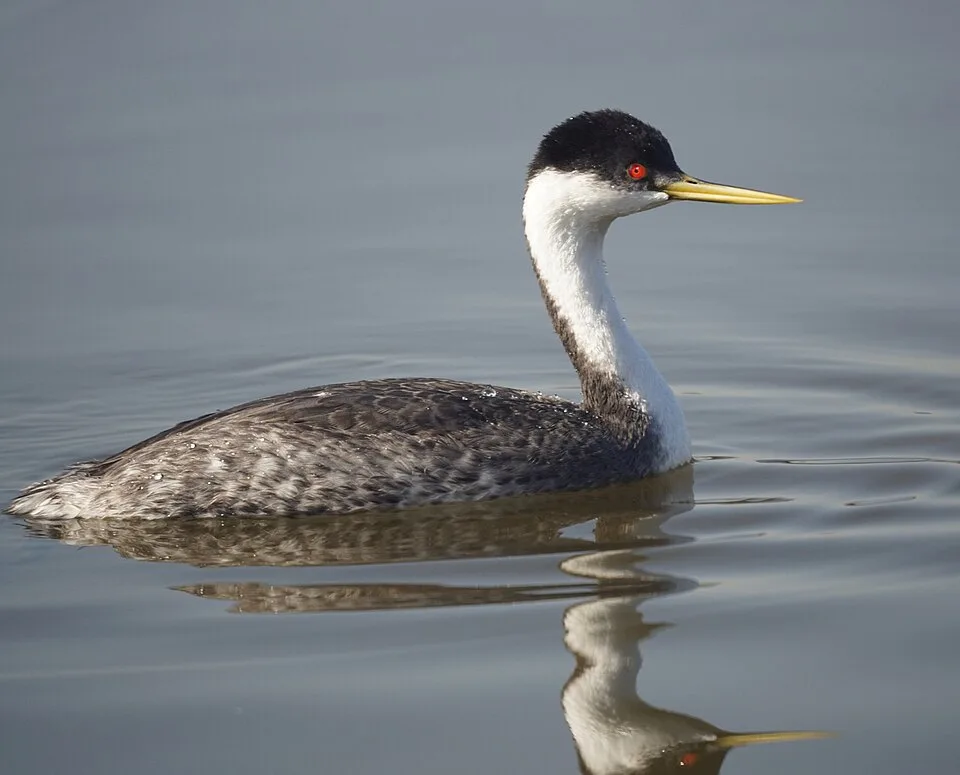 Long necked dark waterbird with white neck and red eye.