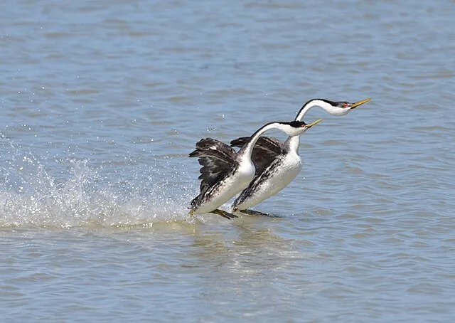 Long necked dark waterbird with white neck and red eye.