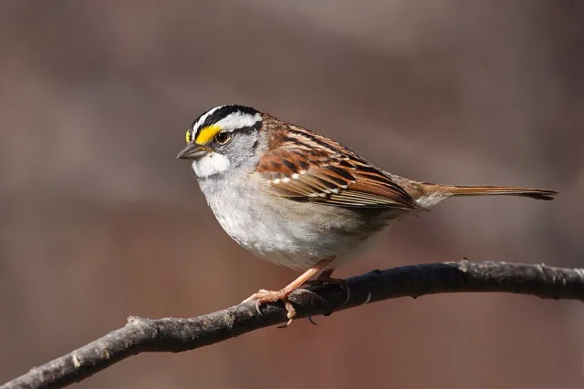 Small sparrow with brown feathers and white colored throat.