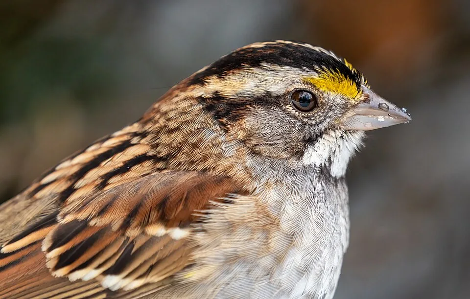 Small sparrow with brown feathers and white colored throat.