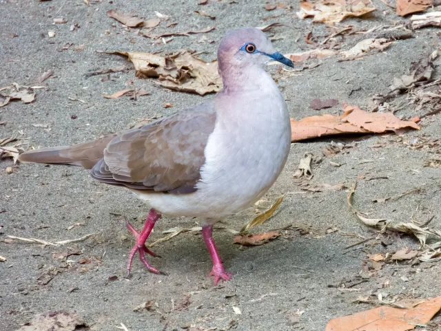 Small pale gray dove with brown wings and faint white shoulder.