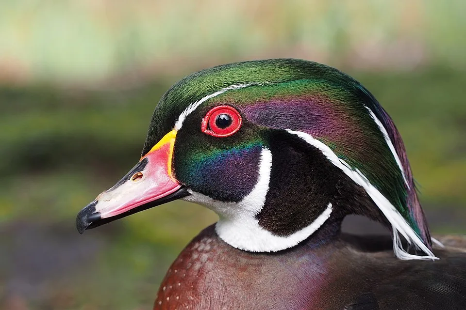 Small duck with colorful plumage, especially on the head with a large green cap and red bill.