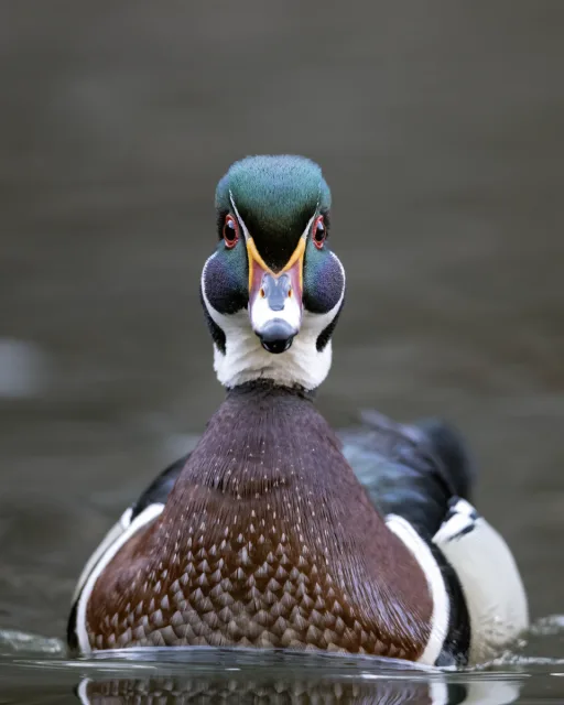 Small duck with colorful plumage, especially on the head with a large green cap and red bill.