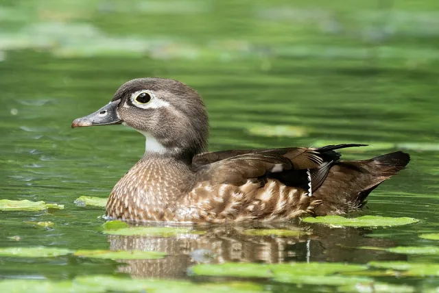 Brown colored duck with white facial skin.