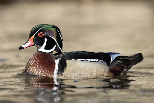 Small duck with colorful plumage, especially on the head with a large green cap and red bill.