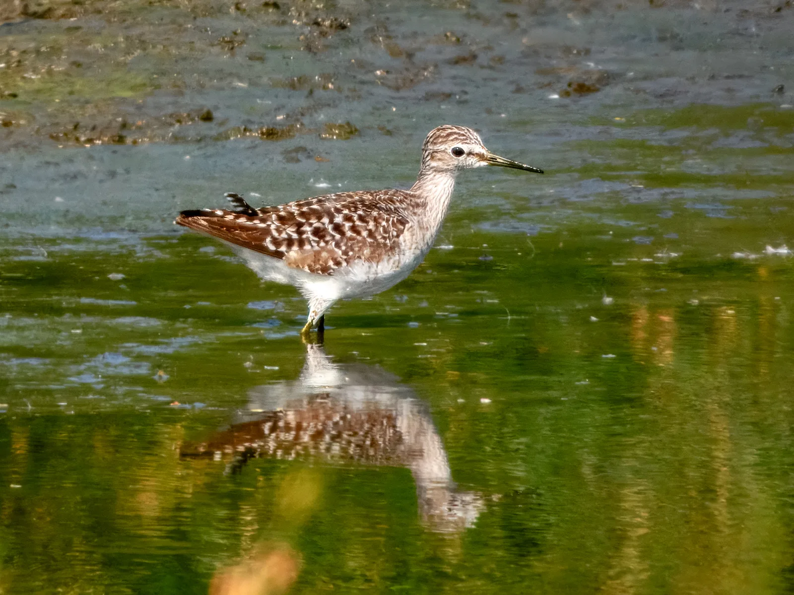 Medium sized shorebird with speckled brown back and pale underparts.