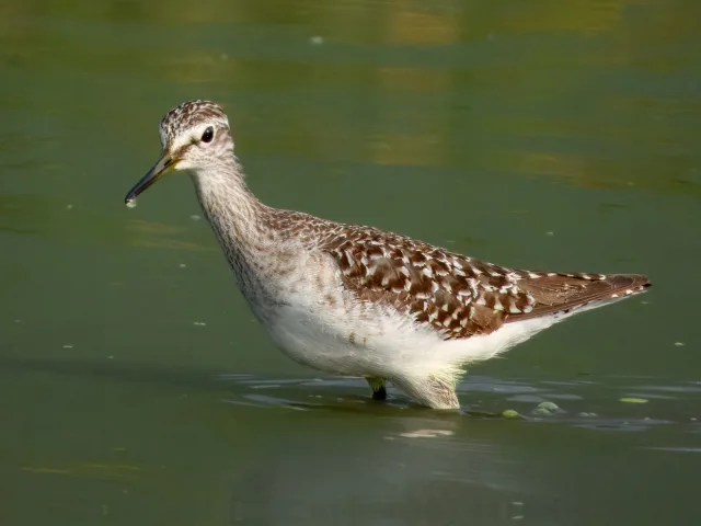 Medium sized shorebird with speckled brown back and pale underparts.