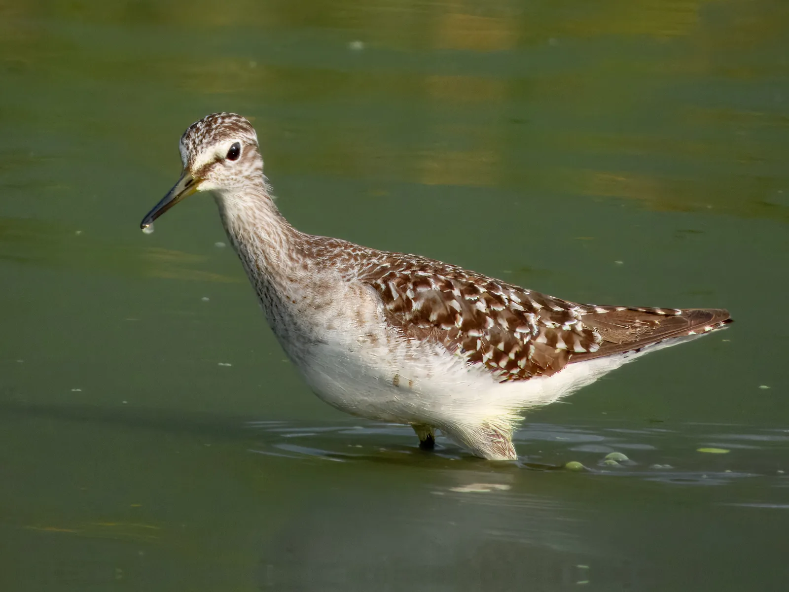 Grey and brown mottled bird with long dirty yellow legs.