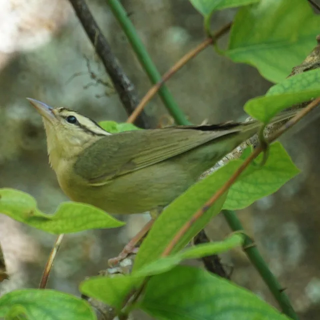 Olive green songbird with paler head and dark eye stripe.