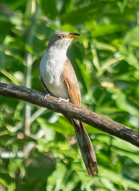 Large pale breasted brown bird with decurved yellow bill.