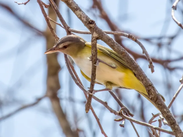 Olive backed small bird with white breast and yellow belly.