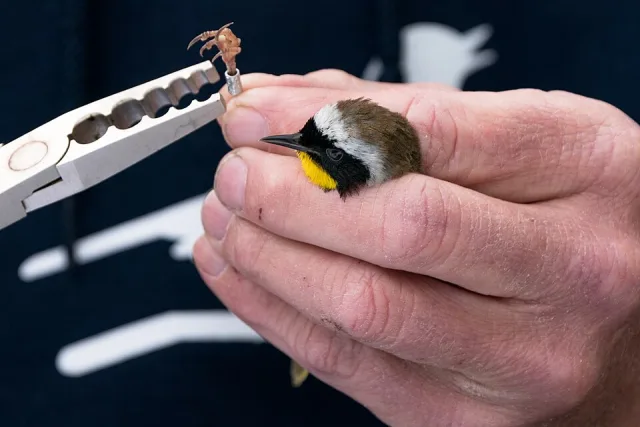 Small bird being fitted with a band.