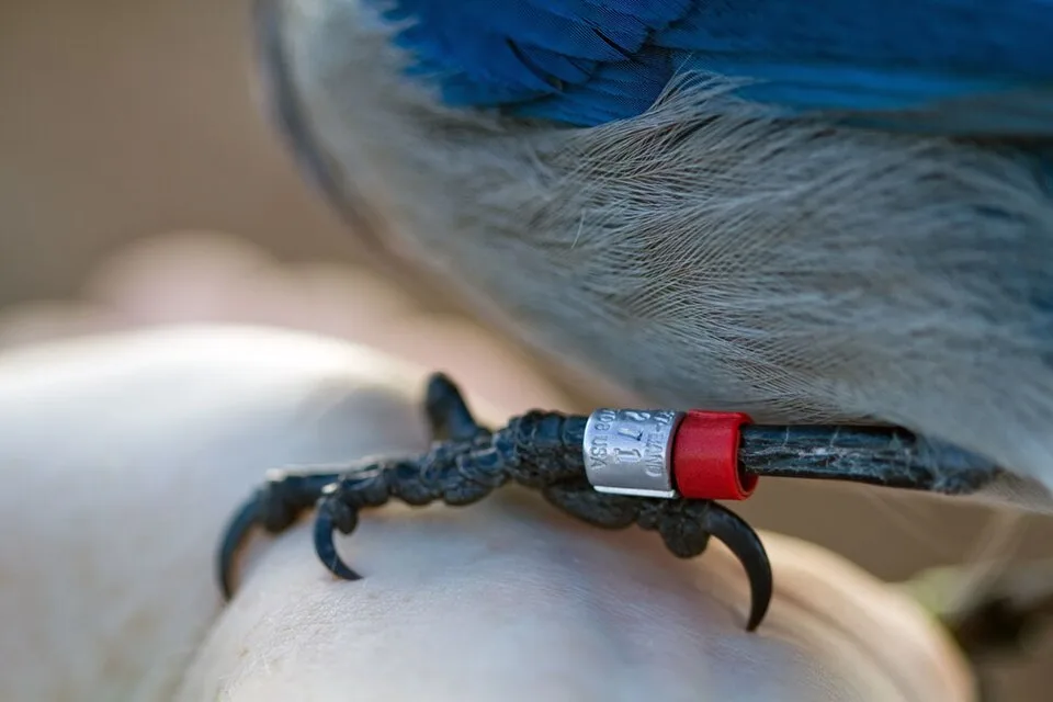 Small bird with banding on the leg.