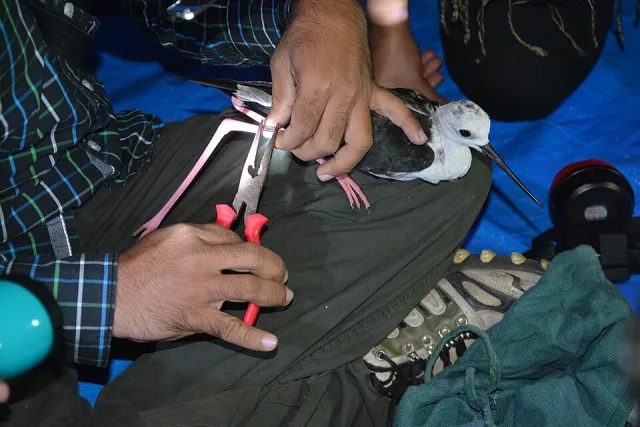 Black and white bird being banded.