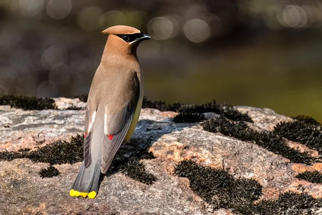 Large brown songbird with pale belly and black mask.