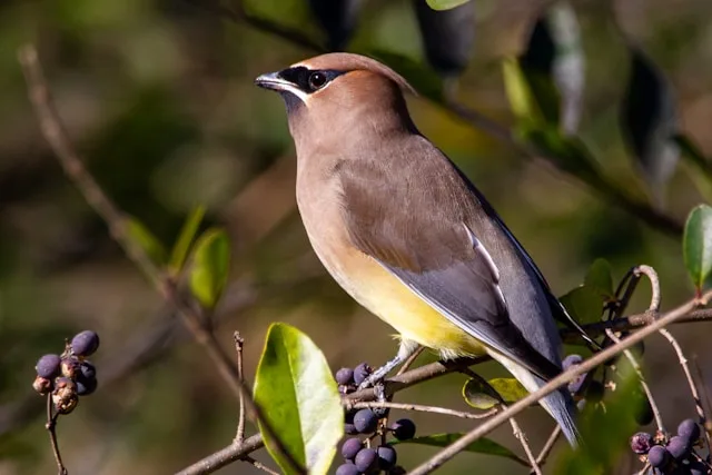 Large brown songbird with pale belly and black mask.