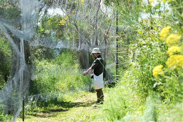 Man organizing bird mist nets.
