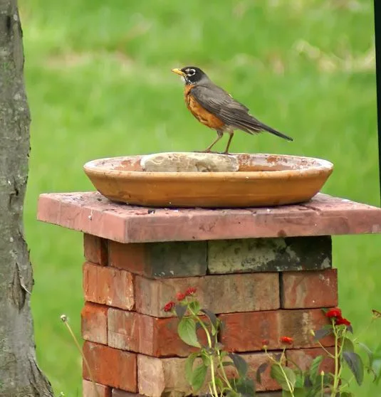 old saucer bird bath