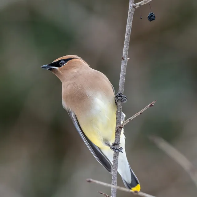 Large brown songbird with pale belly and black mask.