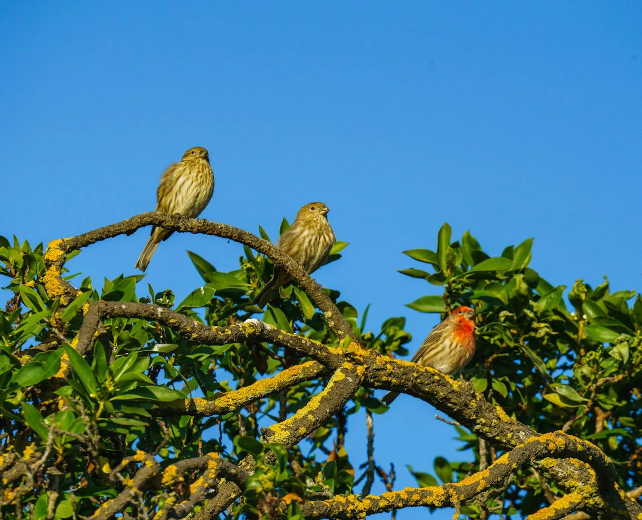 3 finches sit high up on a branch.