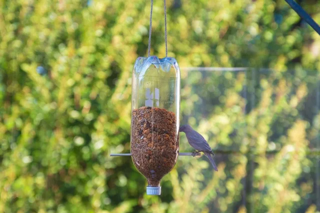 plastic bottle bird feeder