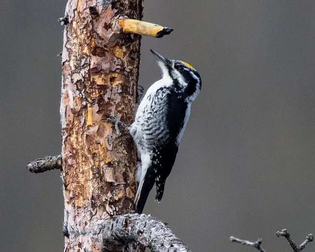 Small black and white woodpecker with yellow crown.