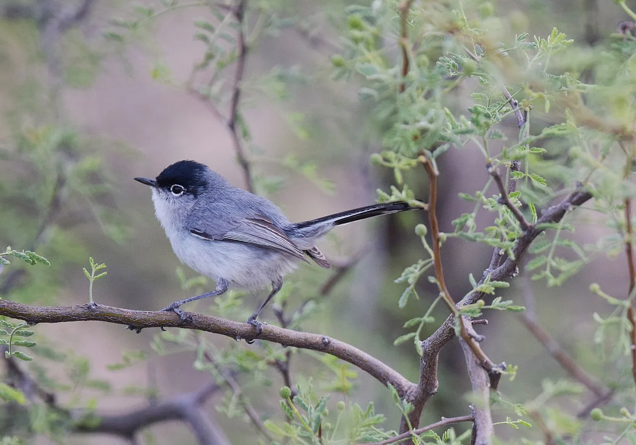 Small gray bird with pale underparts, darker blue gray on the back and blue cap.