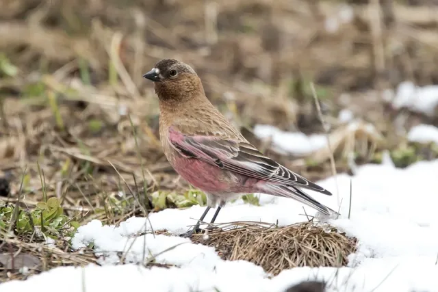 A brown finch like bird with a black cap and gray nape.