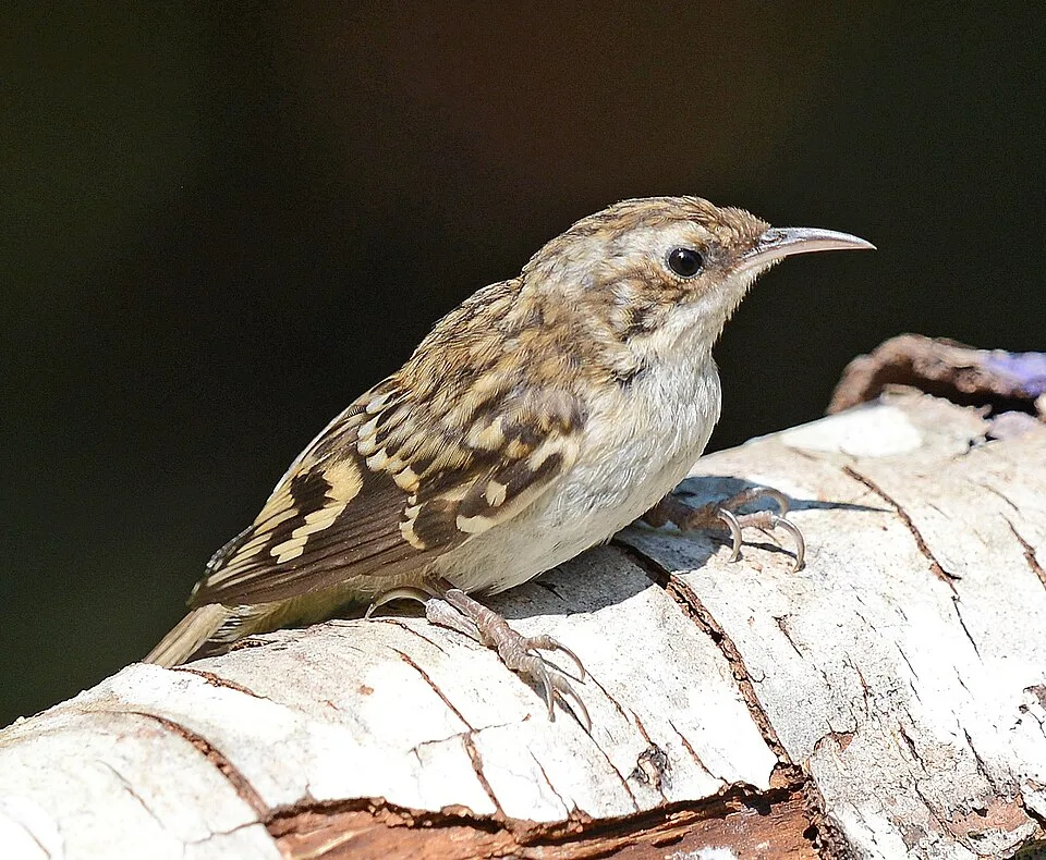 Small brown bird with speckled back and pale underparts.