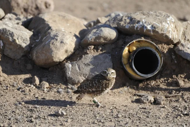 Burrowing Owl Artificial Burrow