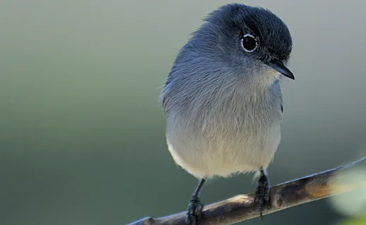 Small gray bird with pale underparts, darker blue gray on the back and blue cap.